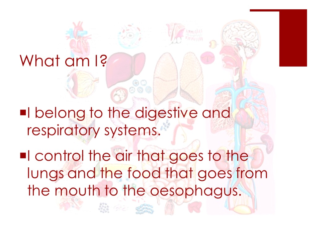 What am I? I belong to the digestive and respiratory systems. I control the